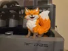 [Other Printers] Cute Happy Fox