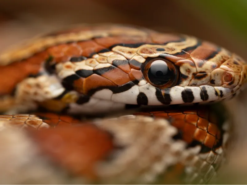 Corn Snake Lithophane