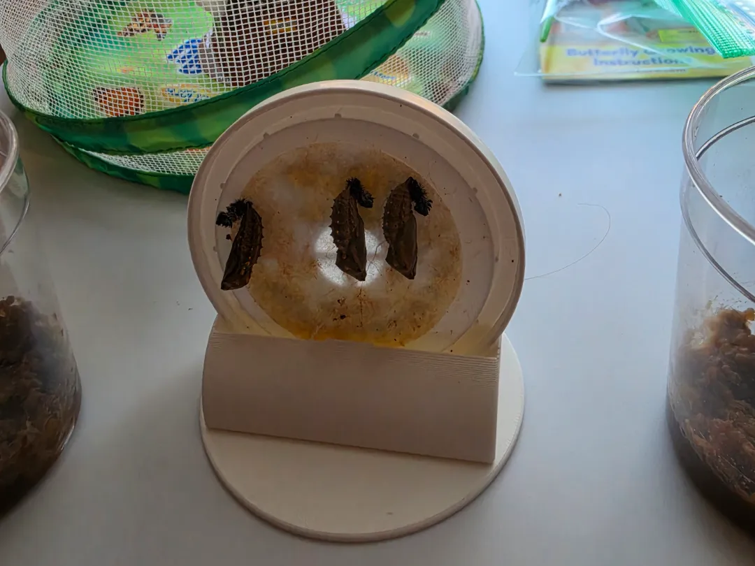 Support de couvercle pour chrysalides de papillon