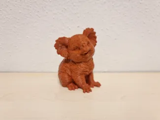 Koala Bär