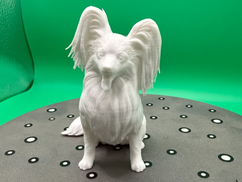 Papillon