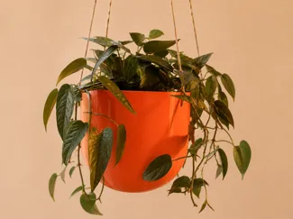 The Capsule Planter
