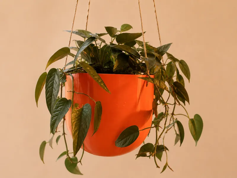 The Capsule Planter