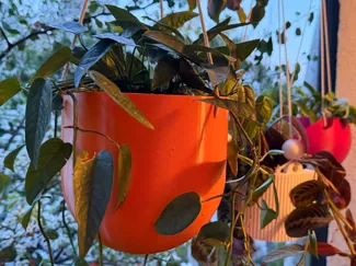 Half capsule hanging planter