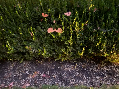 Bush Face