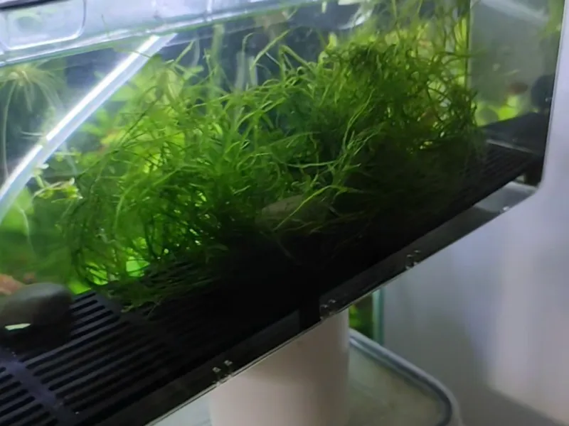 Breederbox Egg Collector 