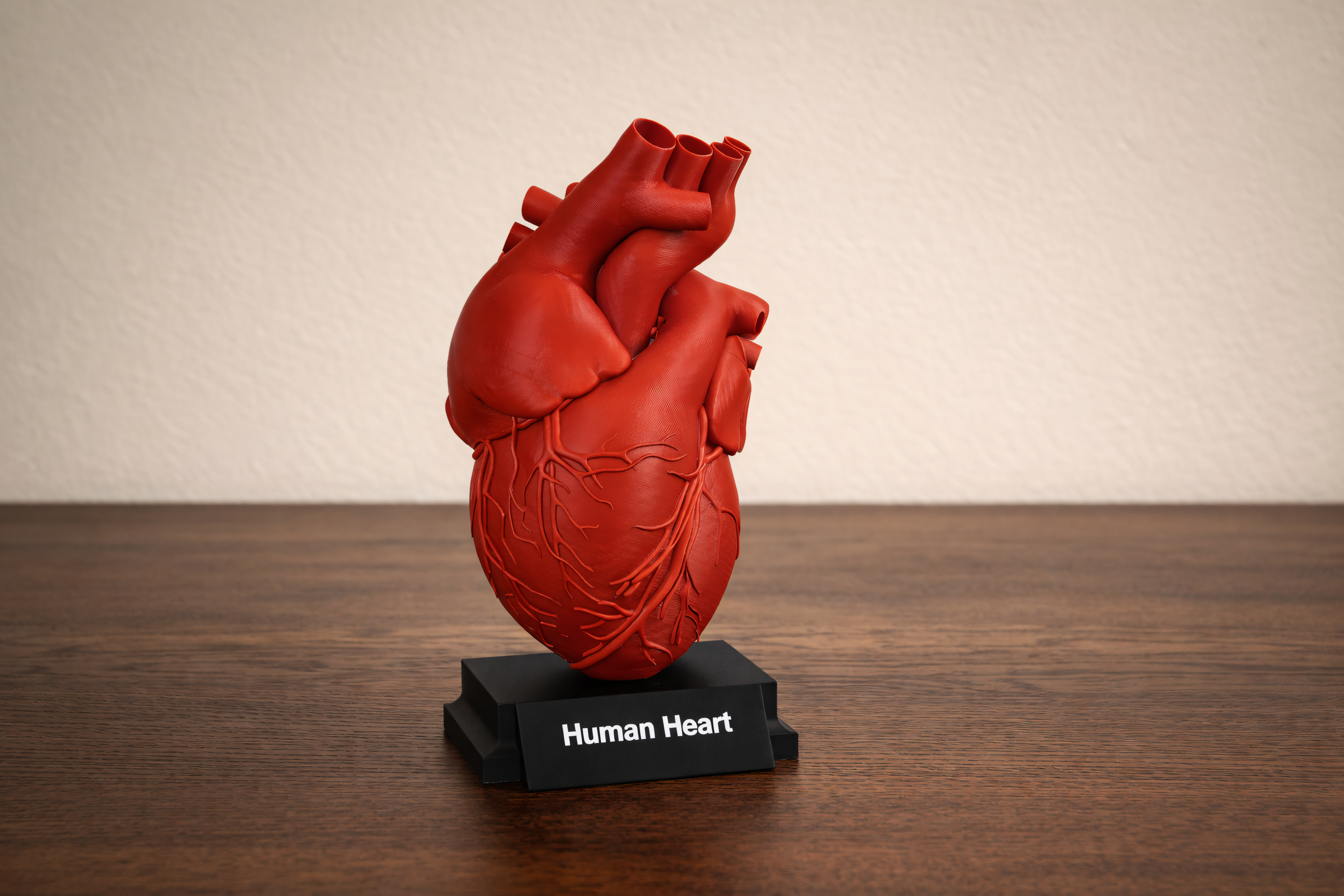 Miniatura 2 do modelo 3D Human Heart Model