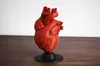 Human Heart (without base)