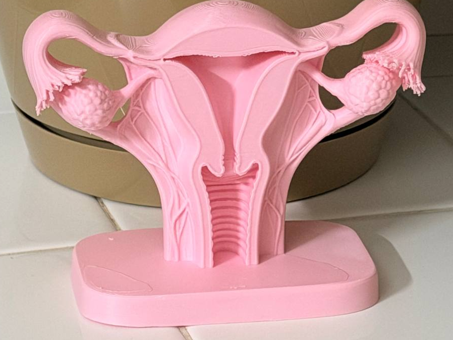 Female Reproductive System Anatomy Model - 1