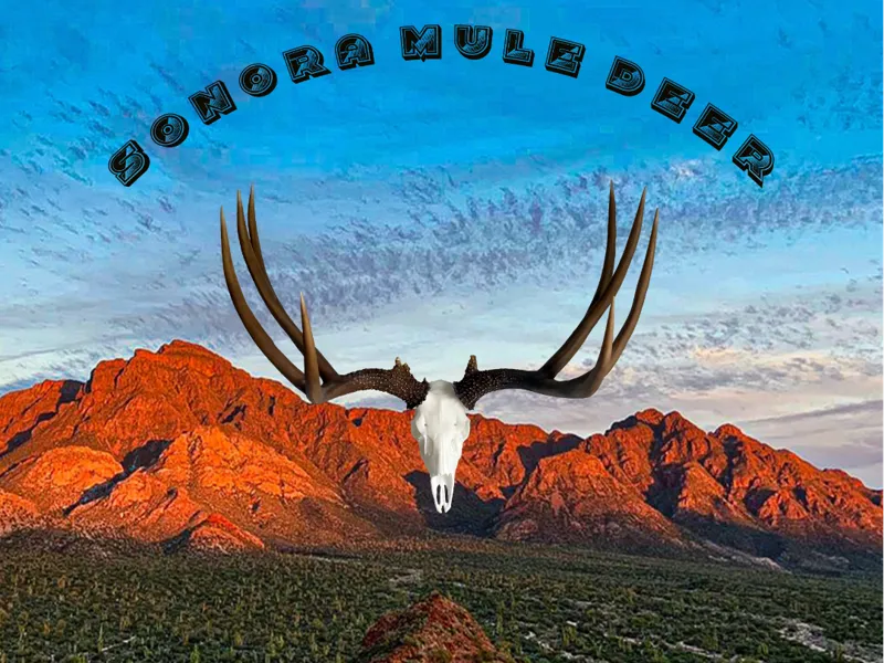 Sonora, Mexico Mule Deer Euro Skull