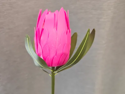 Protea flower