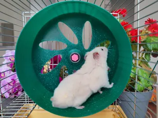 Super Silent Hamster Wheel 19 cm for cage 20+ cm