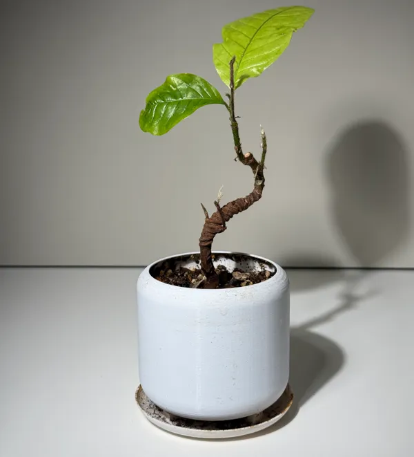 https://makerworld.bblmw.com/makerworld/model/USa124e9fdb76f7c/design/2024-11-26_ed39232afc2f08.jpg