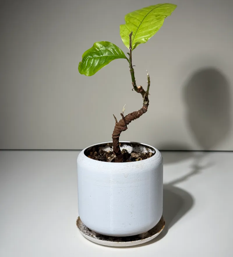 Planter with drainage and integrated base