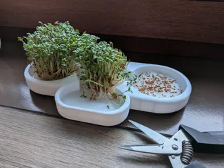Cress sprouts seeding (Kresse Samen Anzucht)
