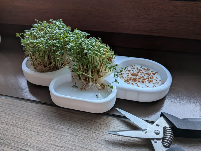 Cress sprouts seeding (Kresse Samen Anzucht)