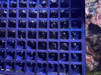 nori plate 2