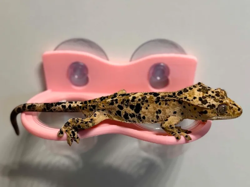 Double Hanging Feeding Ledge with 2 bowls 