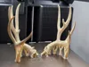 Muley Antler Set - BAS - 50% Scale