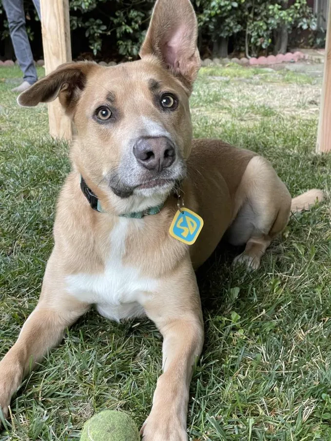 Scooby Doo collar tag costume