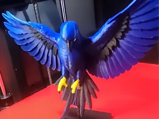Macaw Colored