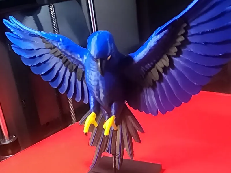 Macaw Colored 