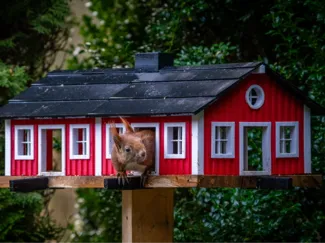 Schwedisches Vogelhaus / Eichhörnchen-Nussgarage