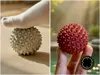 1 ico massage sphere