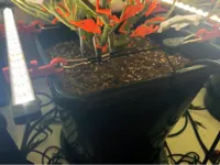 0.16mm layer, 4 walls, 80% infill