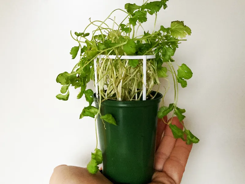 Plant support