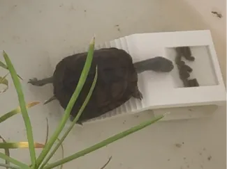 乌龟晒台