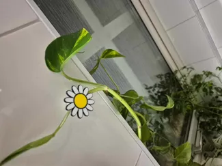 Plant / Flower Wallmount