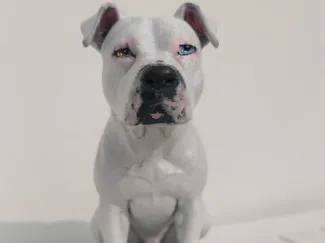 Pitbull modello