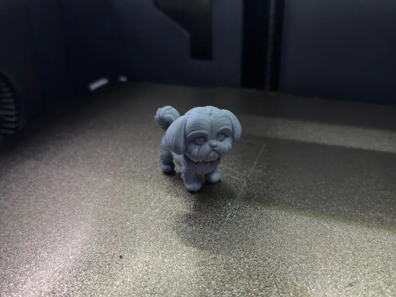 Cute Maltese Shitzu