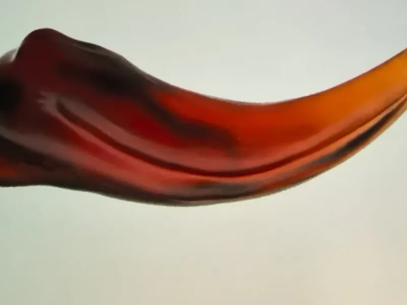 化石