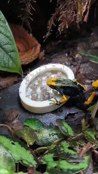 drosophila/ fruit fly feeding station terrarium v1