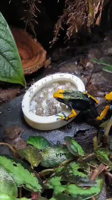 https://makerworld.bblmw.com/makerworld/model/USa2346aa768526e/design/2025-03-16_fbf9b627c53f4.gif