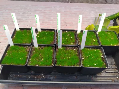 Simple Plant Marker