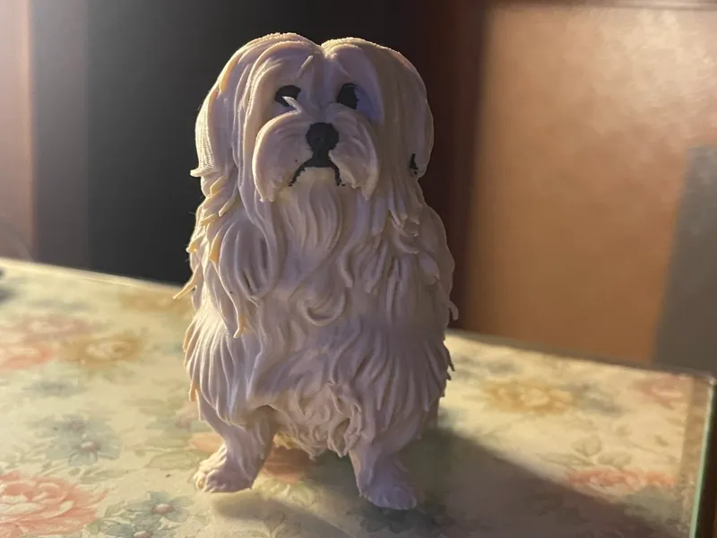 modello cane bichon havanese
