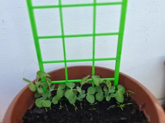 Support for peas and climbing plants