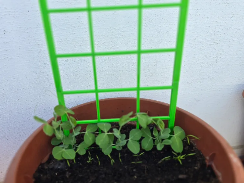 Support for peas and climbing plants