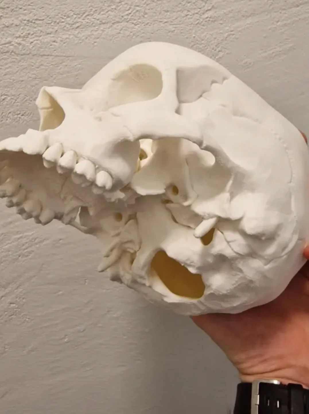 Human Skull, Anatomically Correct view 3