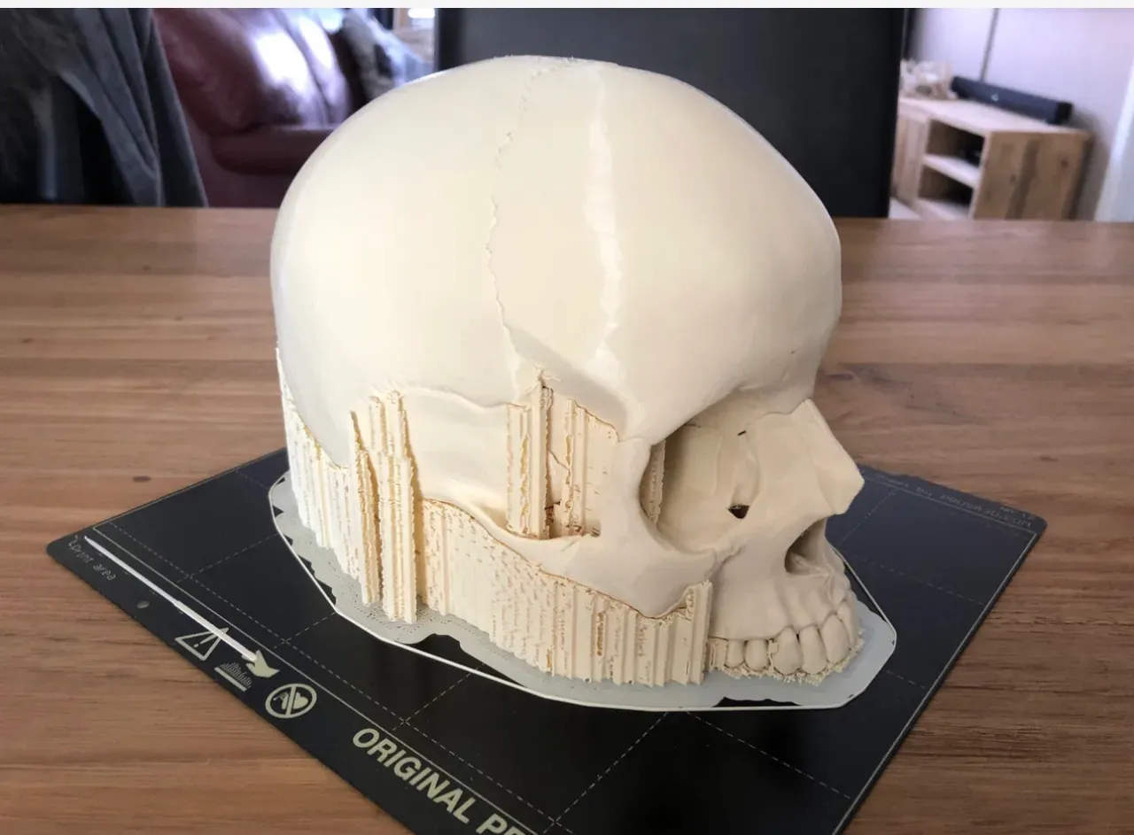 Human Skull, Anatomically Correct view 4