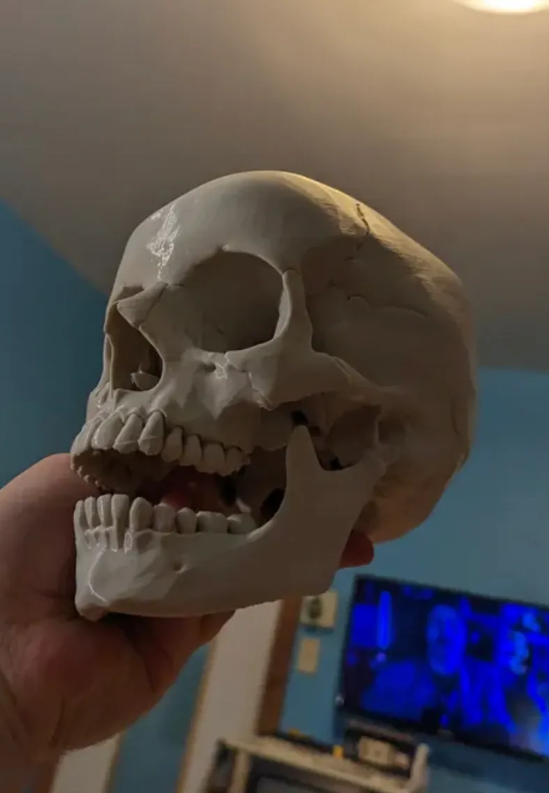 Human Skull, Anatomically Correct view 2