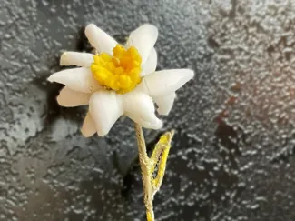 Edelweiss