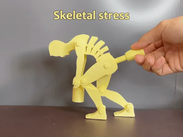 Medical/Teaching Bone Pressure Props