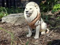 Majestic Lion - A1