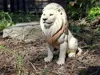 Majestic Lion - P1S