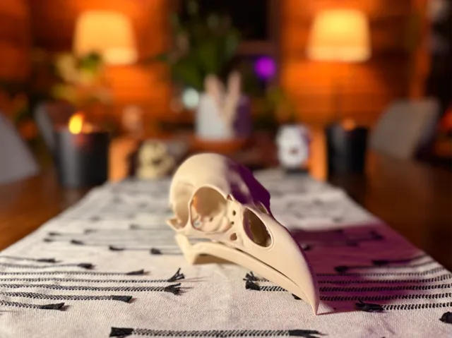 Raven Skull Fossil (Super Clean)