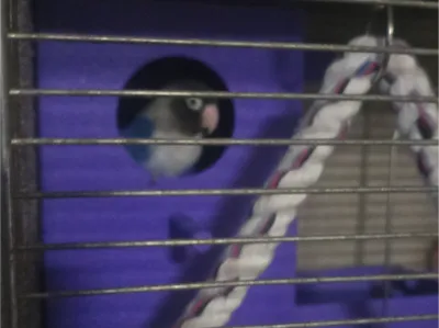 Parrot house (parrot house)